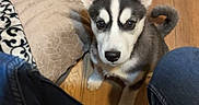 Sal is registered to the contest to win money with this photo: animal, canine, cozy, curious, dog, dog_bed, domestic, ears, flooring, home, husky, indoors, jeans, looking_up, person, pet, puppy, water_bowl, wooden_floor, young_dog