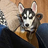 animal, canine, cozy, curious, dog, dog_bed, domestic, ears, flooring, home, husky, indoors, jeans, looking_up, person, pet, puppy, water_bowl, wooden_floor, young_dog