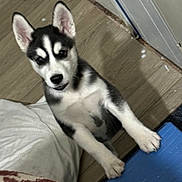 Sal is registered to the contest to win money with this photo: animal, black, cozy, curious, cute, dog, ears, floor, fur, home, husky, indoor, looking, paws, pet, portrait, puppy, standing, white, young