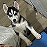 animal, black, cozy, curious, cute, dog, ears, floor, fur, home, husky, indoor, looking, paws, pet, portrait, puppy, standing, white, young