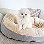 Pika a rejoint le concours — aidez-le/la à gagner de superbes lots ! kitten, cat, pet_bed, fluffy, white_cat, blue_eyes, indoor, cushion, soft, cozy, cute, small, feline, fur, animal, home, resting, adorable, young, domestic_cat