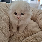 Pika participe au concours pour gagner de l'argent avec cette photo : kitten, cat, white_fur, fluffy, pet, indoor, blanket, soft, cute, animal, young, domestic, feline, cozy, small, sitting, curious, eyes, fur, household