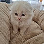 kitten, cat, white_fur, fluffy, pet, indoor, blanket, soft, cute, animal, young, domestic, feline, cozy, small, sitting, curious, eyes, fur, household