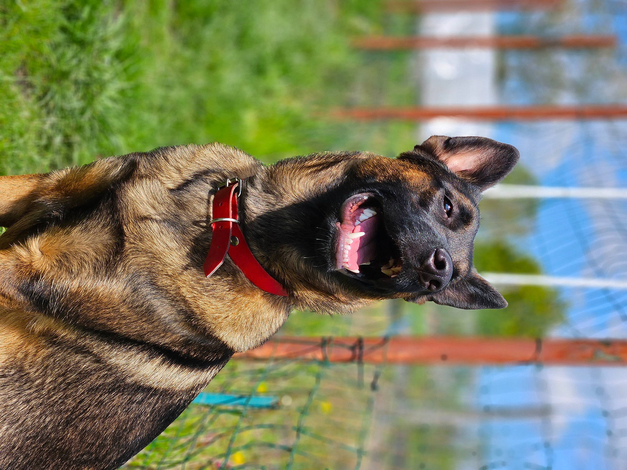 Zara participe au concours pour gagner de l'argent avec cette photo : biting, canidae, carnivore, collar, companion_dog, dog, dog_breed, dog_collar, dog_supply, fawn, grass, leash, mesh, pet_supply, plant, snout, sporting_group, terrestrial_animal, whiskers, working_animal