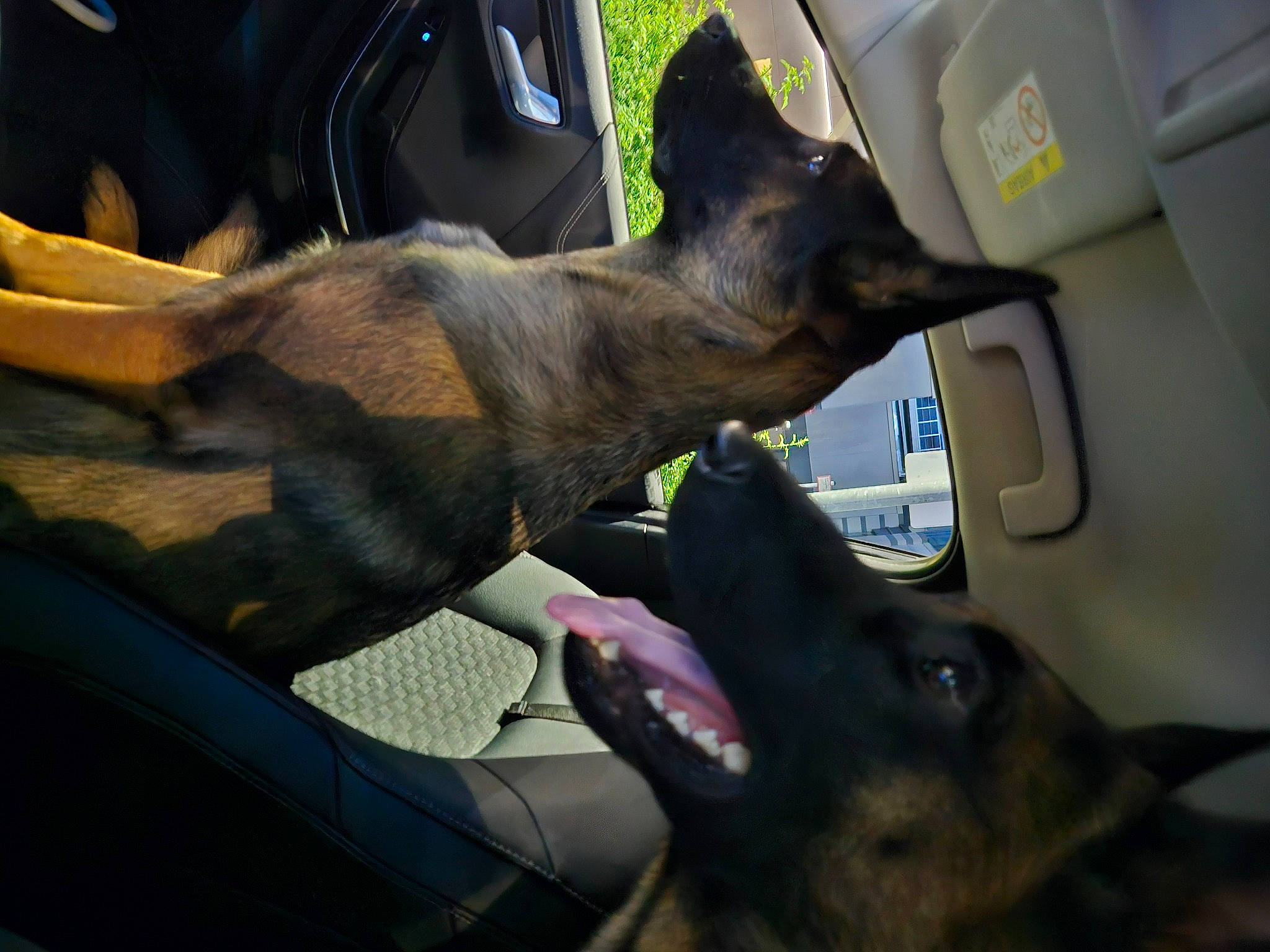 Zara a rejoint le concours — aidez-le/la à gagner de superbes lots ! auto_part, car, car_seat, carnivore, collar, comfort, companion_dog, dog, dog_breed, ear, fawn, gesture, light, plant, snout, sporting_group, vehicle, vehicle_door, windshield, working_animal