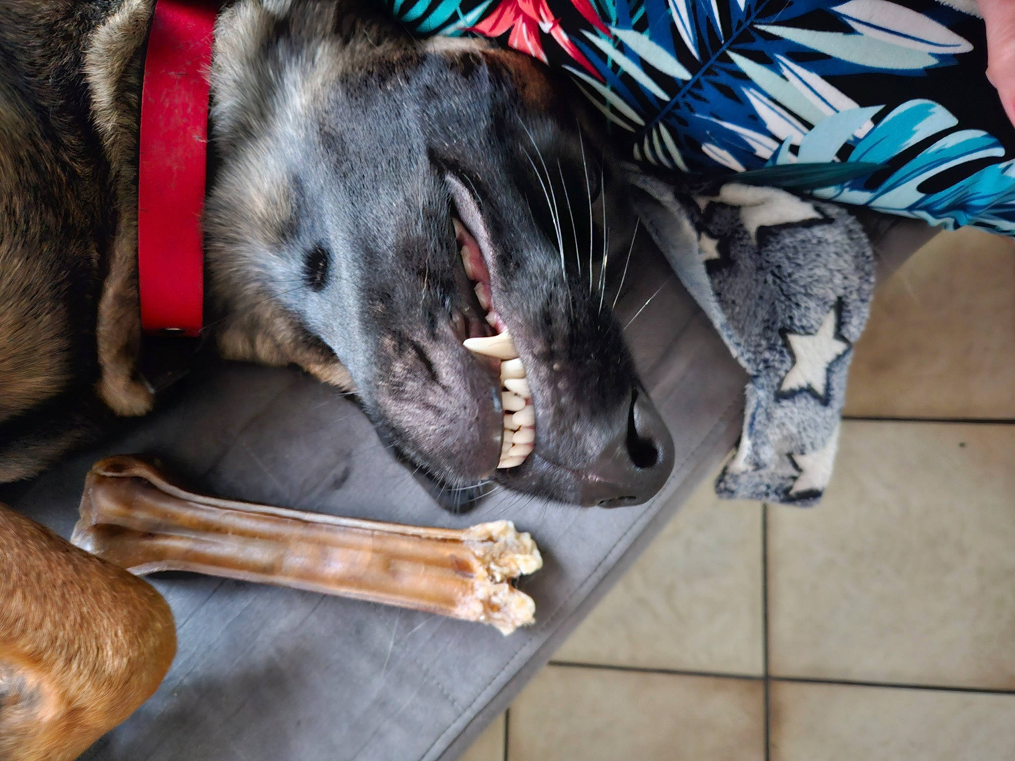 Zara participe au concours pour gagner de l'argent avec cette photo : canidae, carnivore, cat_supply, collar, comfort, companion_dog, dog, dog_breed, dog_supply, fawn, fur, natural_material, pet_supply, sporting_group, tail, wood