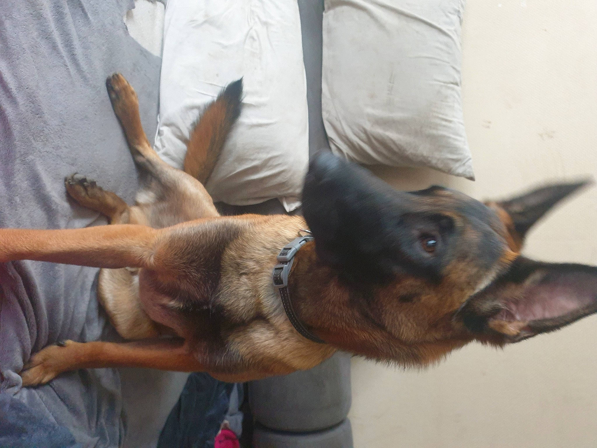 Ragnar participe au concours pour gagner de l'argent avec cette photo : canidae, carnivore, comfort, companion_dog, dog, dog_breed, ear, fawn, german_shepherd_dog, gesture, guard_dog, liver, snout, sporting_group, vertebrate, working_animal, working_dog