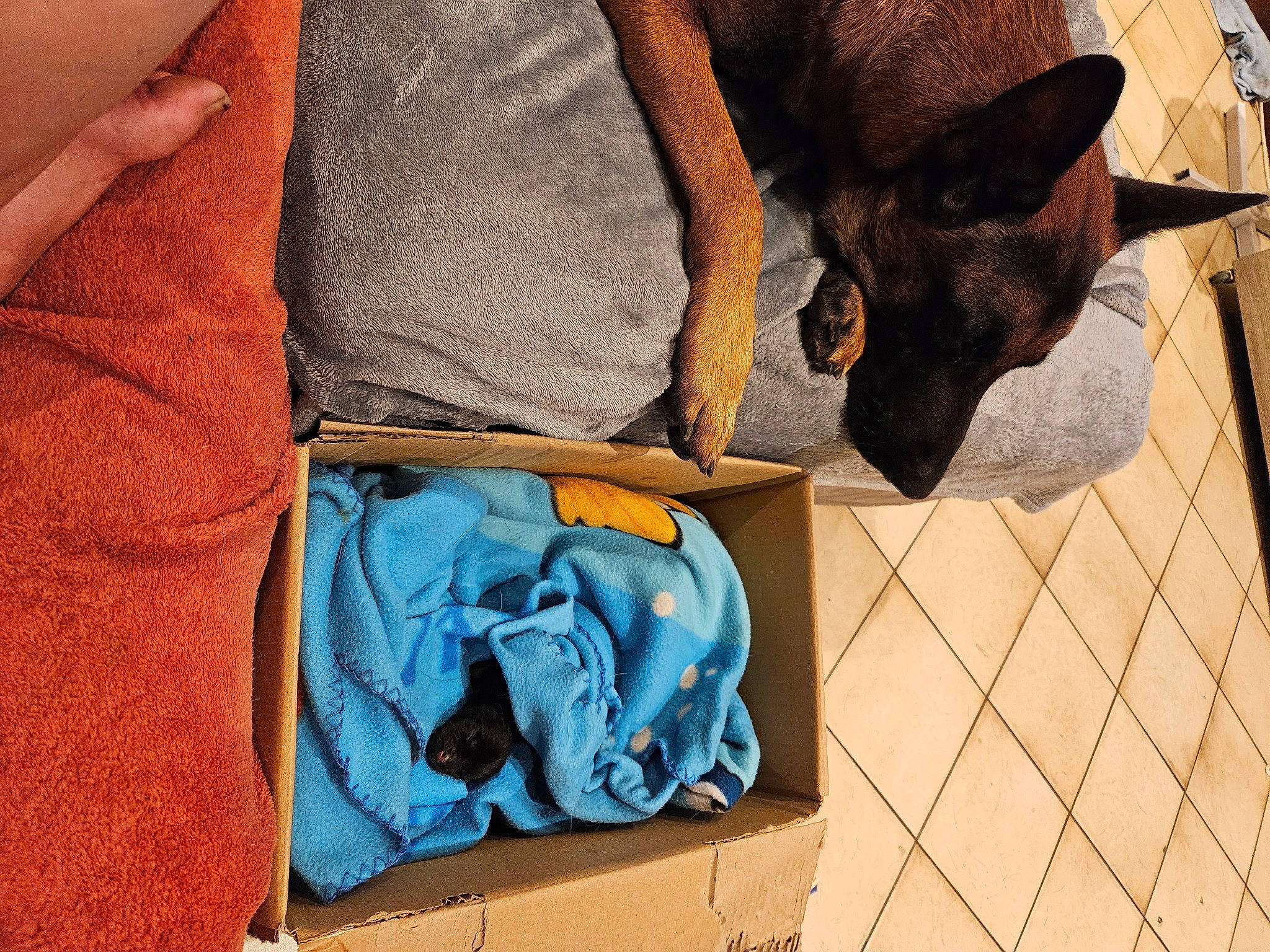 Ragnar a rejoint le concours — aidez-le/la à gagner de superbes lots ! bag, brown, carnivore, comfort, companion_dog, denim, dog, dog_breed, dog_supply, electric_blue, fashion_accessory, fawn, fur, grey, linens, luggage_and_bags, pattern, sleeve, textile, working_animal