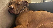 Swan a rejoint le concours — aidez-le/la à gagner de superbes lots ! brown_dog, closed_eyes, collar, couch, cozy, dog, door, furniture, home, indoor, kitchen, living_room, paws, pet, refrigerator, relaxed, resting, short_hair, sleeping, snout