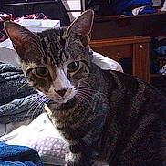 Percy is registered to the contest to win money with this photo: cat, tabby, indoor, furniture, blanket, clothing, bed, curious, pet, animal, face, whiskers, ears, eyes, domestic, cozy, room, household, texture, portrait