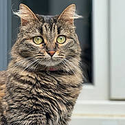 Saphir participe au concours pour gagner de l'argent avec cette photo : cat, tabby, fluffy_fur, green_eyes, pet, animal, portrait, close_up, indoor, window, door, feline, whiskers, ears, fur_texture, looking_away, domestic_cat, cute, curious, calm