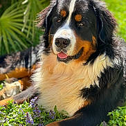 Lardeux Océane a rejoint le concours — aidez-le/la à gagner de superbes lots ! dog, bernese_mountain_dog, outdoor, greenery, flowers, sunlight, nature, happy, pet, fur, portrait, animal, grass, closeup, canine, relaxed, laying_down, muzzle, ears, tongue