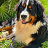 dog, bernese_mountain_dog, outdoor, greenery, flowers, sunlight, nature, happy, pet, fur, portrait, animal, grass, closeup, canine, relaxed, laying_down, muzzle, ears, tongue