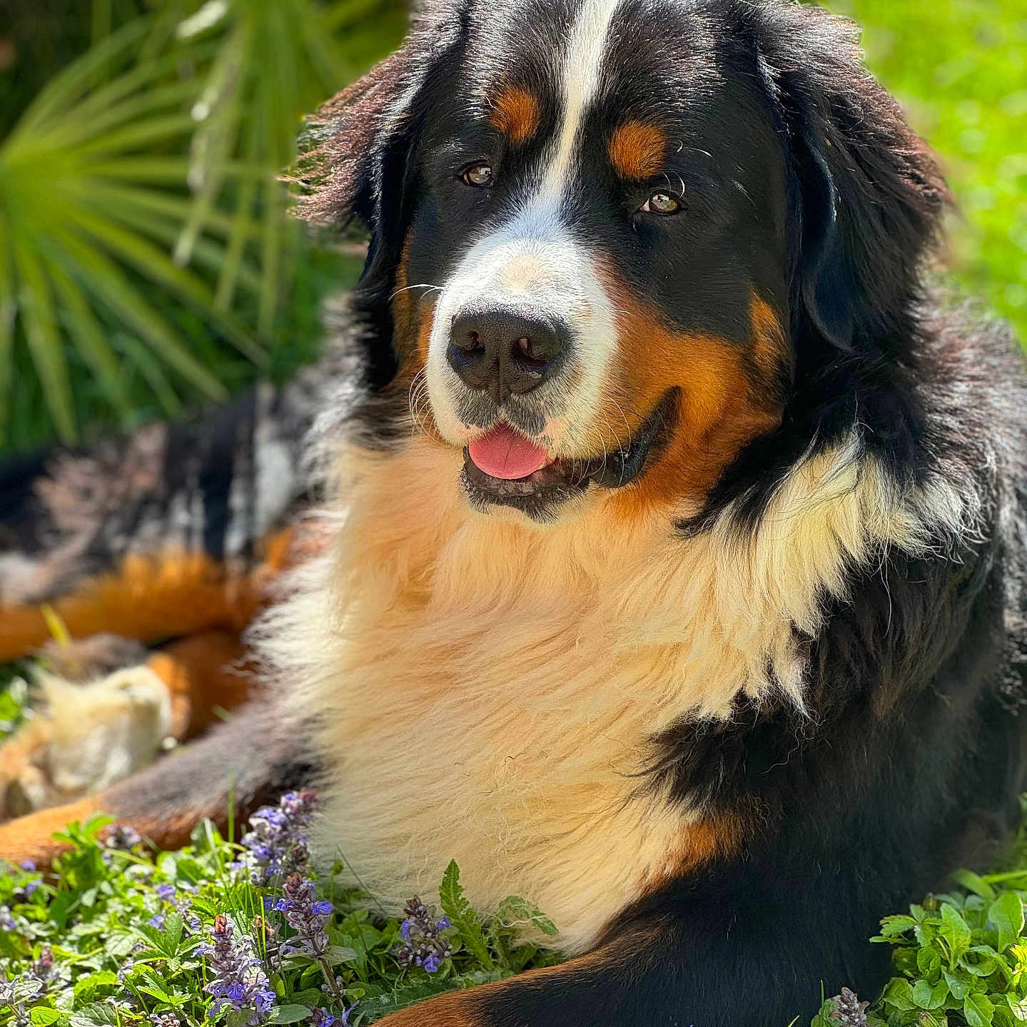 Lardeux Océane a rejoint le concours — aidez-le/la à gagner de superbes lots ! dog, bernese_mountain_dog, outdoor, greenery, flowers, sunlight, nature, happy, pet, fur, portrait, animal, grass, closeup, canine, relaxed, laying_down, muzzle, ears, tongue