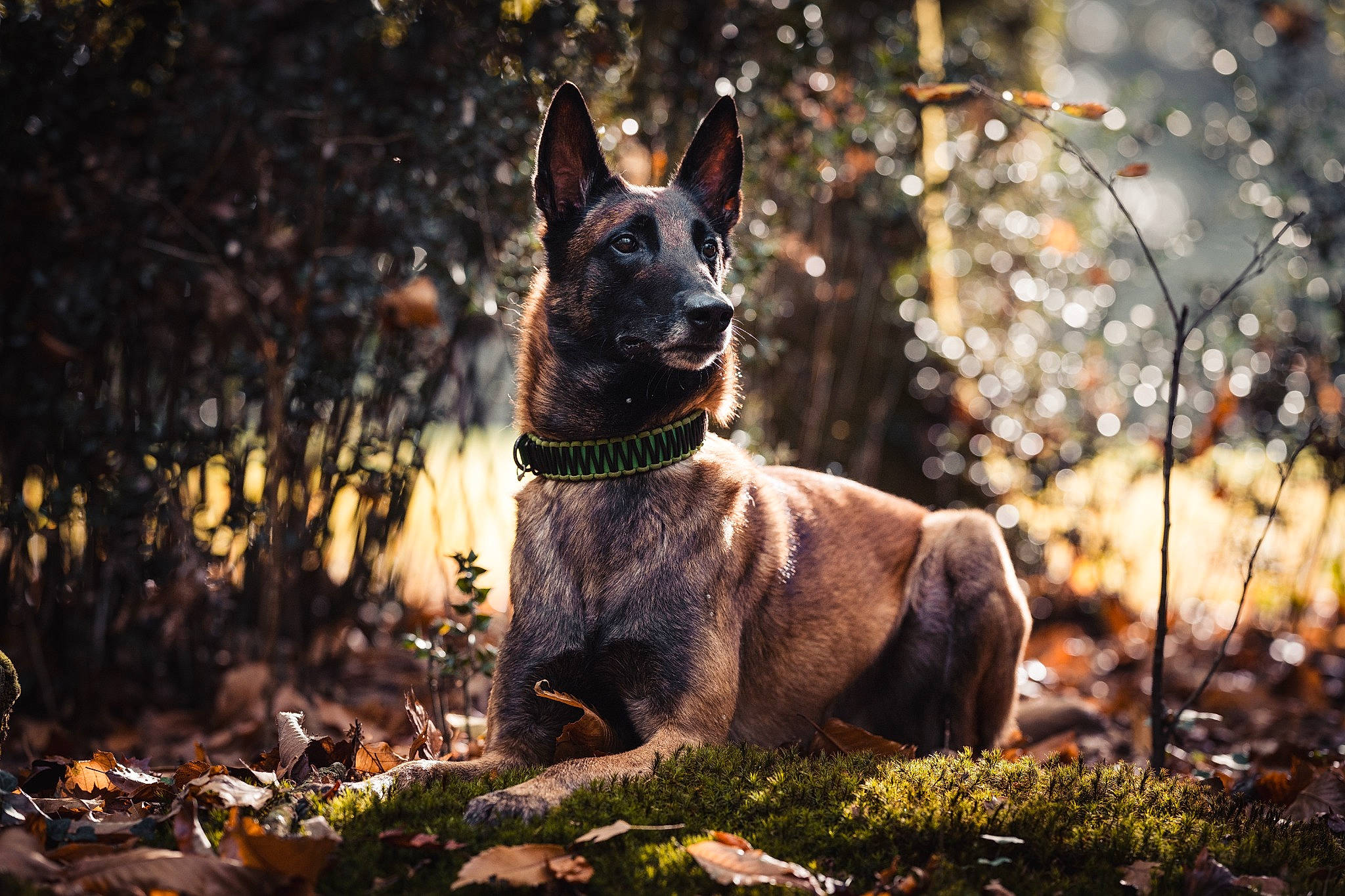 Play Boy participe au concours pour gagner de l'argent avec cette photo : carnivore, dog, dog_breed, fawn, forest, fur, grass, plant, snout, sporting_group, sunlight, tail, tree, trunk, twig, whiskers, window, winter, wood, woodland