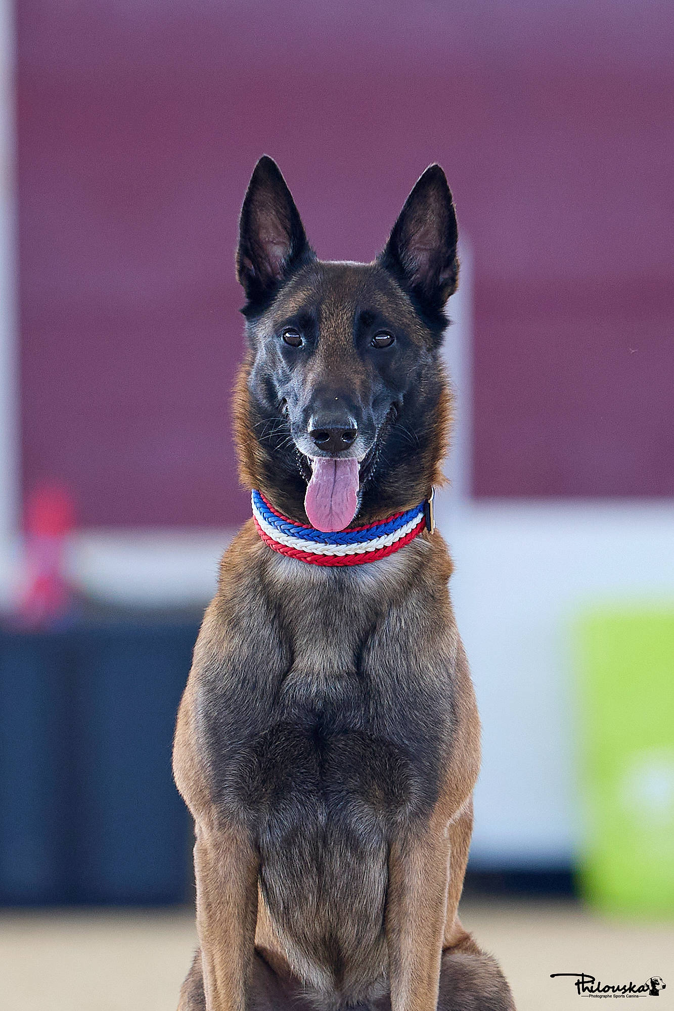 Play Boy a rejoint le concours — aidez-le/la à gagner de superbes lots ! balance, canidae, carnivore, collar, dog, dog_breed, fur, head, human_body, king_shepherd, snout, sporting_group, working_animal, working_dog