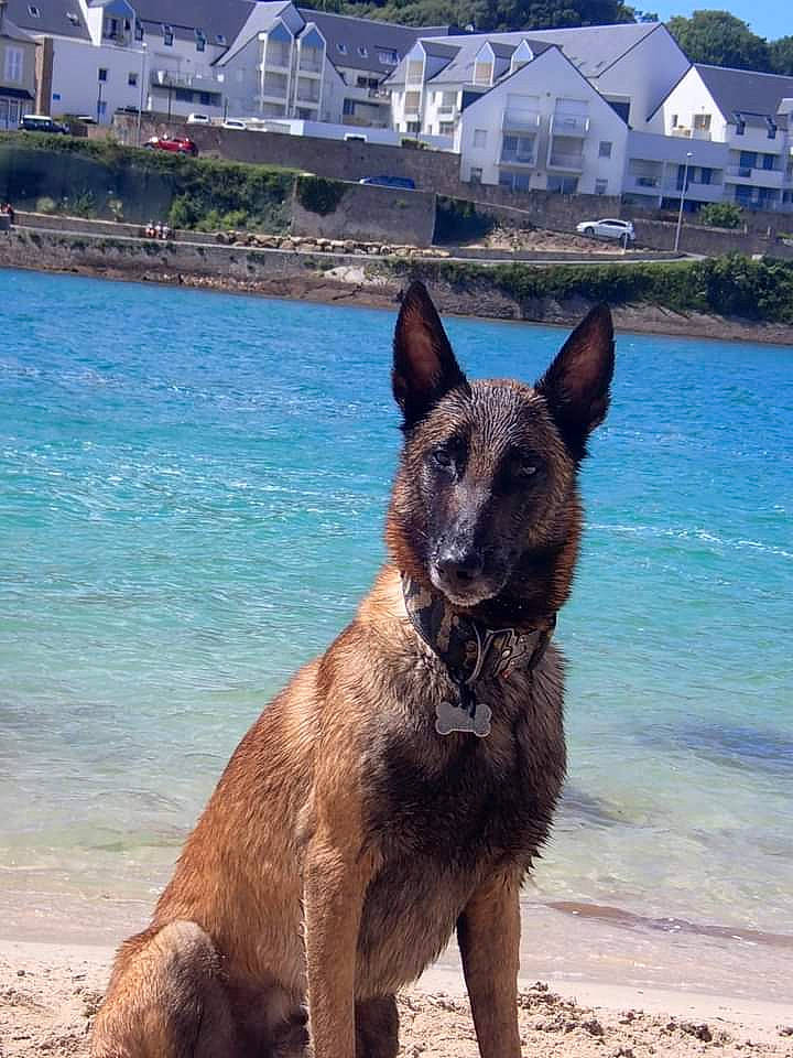 Play Boy a rejoint le concours — aidez-le/la à gagner de superbes lots ! beach, carnivore, dog, dog_breed, fawn, german_shepherd_dog, herding_dog, king_shepherd, lake, old_german_shepherd_dog, plant, sky, snout, sporting_group, tail, terrestrial_animal, water, wildlife, window, working_animal