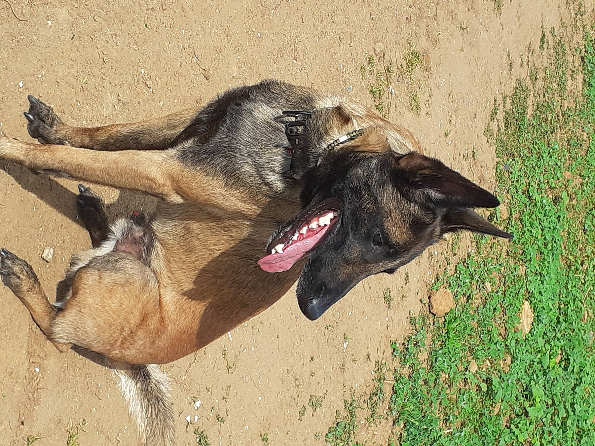 Play Boy participe au concours pour gagner de l'argent avec cette photo : canidae, carnivore, collar, dog, dog_breed, dog_collar, fawn, foot, german_shepherd_dog, grass, jaw, liver, old_german_shepherd_dog, paw, snout, soil, sporting_group, terrestrial_animal, wildlife, working_animal