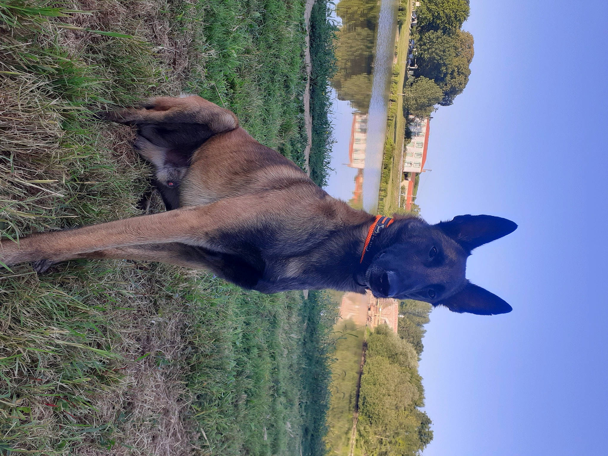 Play Boy a rejoint le concours — aidez-le/la à gagner de superbes lots ! canidae, carnivore, collar, dog, dog_breed, dog_collar, dog_supply, east_european_shepherd, fawn, german_shepherd_dog, guard_dog, old_german_shepherd_dog, pet_supply, plant, sky, tail, tree, trunk, working_animal, working_dog