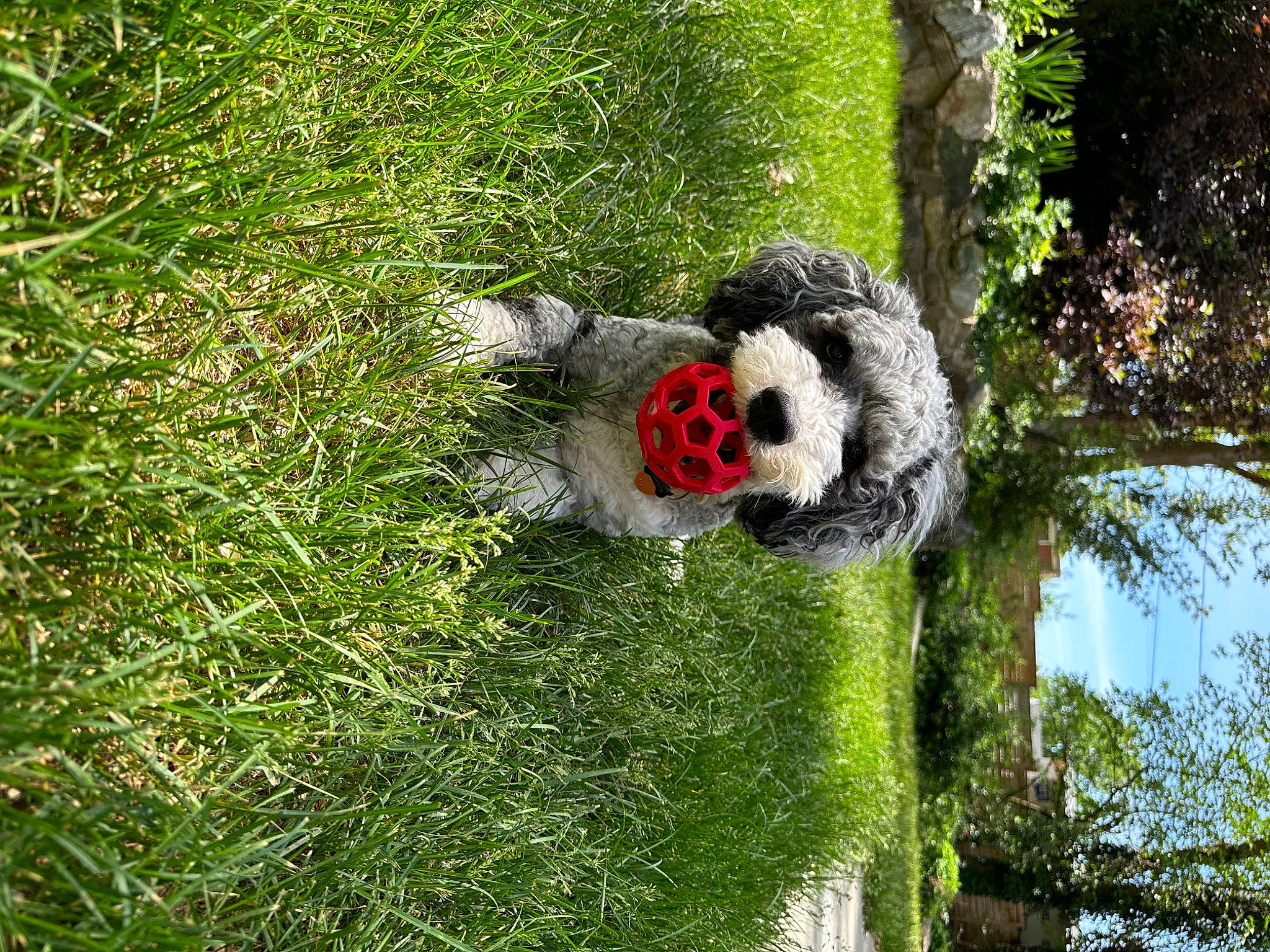 Remus joined the competition — help win amazing prizes! art, automotive_wheel_system, biome, garden, grass, grass_family, grassland, groundcover, landscape, lawn_ornament, palm_tree, panda, plant, shrub, stuffed_toy, toy, tree, trunk, vegetation, wood