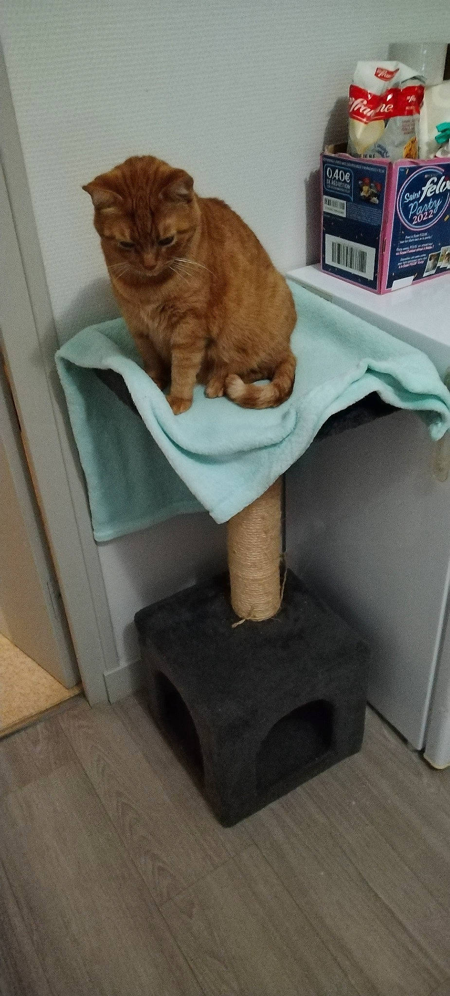 Lemon a rejoint le concours — aidez-le/la à gagner de superbes lots ! carnivore, cat, cat_supply, chair, comfort, domestic_short_haired_cat, fawn, felidae, flooring, fur, hardwood, pet_supply, room, sitting, small_to_medium_sized_cats, tail, whiskers, wood