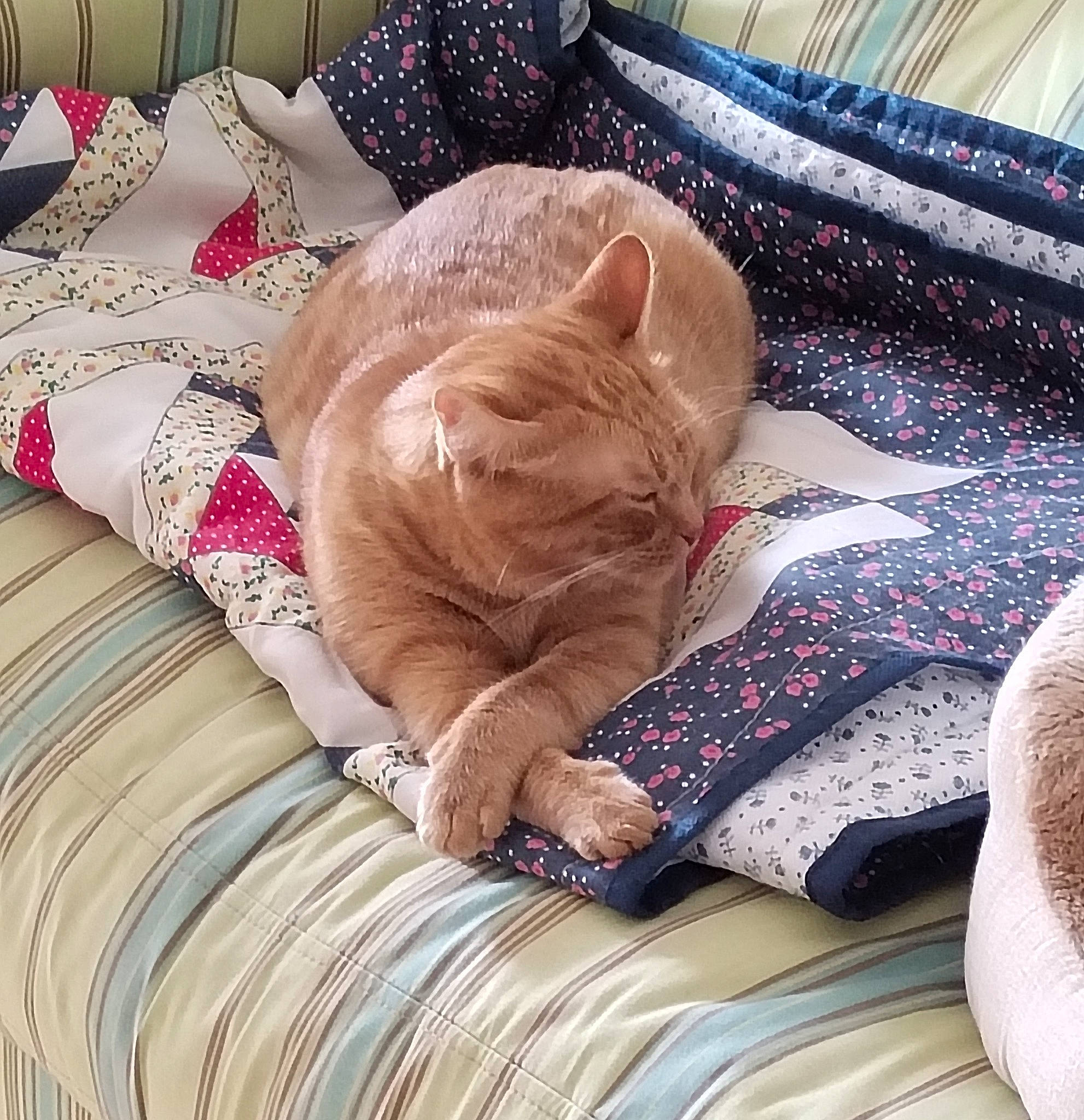 Lemon a rejoint le concours — aidez-le/la à gagner de superbes lots ! bed, bed_sheet, bedding, carnivore, cat, comfort, domestic_short_haired_cat, fawn, felidae, fur, human_leg, linens, nap, pattern, room, sleep, small_to_medium_sized_cats, tail, textile, whiskers