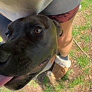 Kenai joined the competition — help win amazing prizes! dog, black_dog, close_up, tongue_out, grass, legs, shorts, slippers, outdoor, sunlight, pet, animal, happy, brown_eyes, face, companion, nature, person, footwear, playful