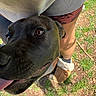 dog, black_dog, close_up, tongue_out, grass, legs, shorts, slippers, outdoor, sunlight, pet, animal, happy, brown_eyes, face, companion, nature, person, footwear, playful