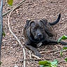 Kenai is registered to the contest to win money with this photo: dog, animal, outdoor, nature, earth, wood, branches, leaves, pet, canine, brown, fur, laying_down, relaxed, alert, ground, natural, daylight, closeup, quiet