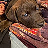 Kenai is registered to the contest to win money with this photo: animal, black_dog, blanket, close_up, comfort, cozy, cute, dog, fabric, fur, hand, indoors, patterned_blanket, pet, puppy, resting, sleepy, soft_lighting, texture, young_dog