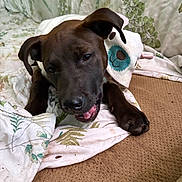 Kenai joined the competition — help win amazing prizes! dog, black_dog, blanket, knitted_accessory, indoor, pet, laying_down, leaf_pattern, fabric, cozy, cute, animal, canine, fur, snout, paw, relaxed, happy, home, resting