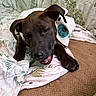 dog, black_dog, blanket, knitted_accessory, indoor, pet, laying_down, leaf_pattern, fabric, cozy, cute, animal, canine, fur, snout, paw, relaxed, happy, home, resting