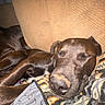Kenai is registered to the contest to win money with this photo: animal, blanket, brown_dog, canine, close_up, comfort, companion, couch, cozy, dog, domestic, fur, indoor, peaceful, pet, relaxed, resting, sleeping, snug, soft_texture