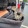 kitten, cat, hoodie, person, outdoor, tire_shop, tires, rainy, pavement, car, garage, black_hair, gray_clothing, animal, pet, cute, fur, whiskers, ears, face