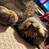 cat, sleeping, fluffy, fur, pet, cozy, blanket, indoor, relaxed, cute, whiskers, paws, closeup, texture, resting, animal, domestic, tabby, soft, nap