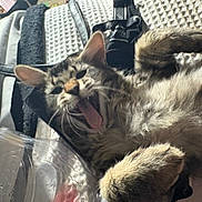 Oxy is registered to the contest to win money with this photo: cat, tabby, yawning, pet, feline, whiskers, ears, fur, lying_down, blanket, texture, indoor, cozy, closeup, paw, household_items, plastic_container, relaxed, cute, animal