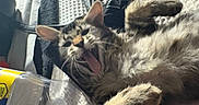 Oxy is registered to the contest to win money with this photo: animal, blanket, cat, closeup, cozy, cute, ears, feline, fur, household_items, indoor, lying_down, paw, pet, plastic_container, relaxed, tabby, texture, whiskers, yawning