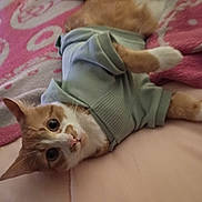 Mango joined the competition — help win amazing prizes! cat, orange_cat, white_cat, pet, animal, indoor, blanket, sweater, cozy, cute, feline, fur, resting, pink, pattern, soft, curious, wide_eyes, lying_down, domestic_cat