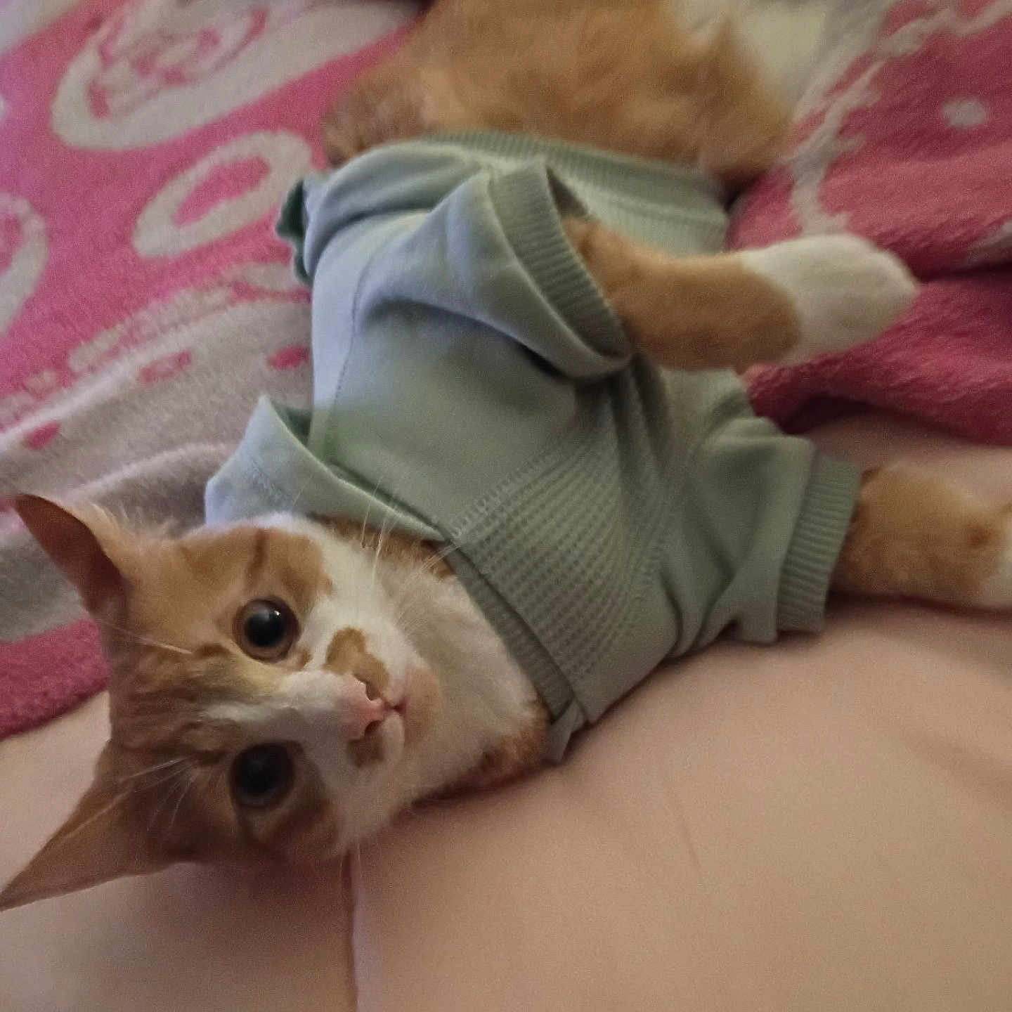 Mango joined the competition — help win amazing prizes! cat, orange_cat, white_cat, pet, animal, indoor, blanket, sweater, cozy, cute, feline, fur, resting, pink, pattern, soft, curious, wide_eyes, lying_down, domestic_cat