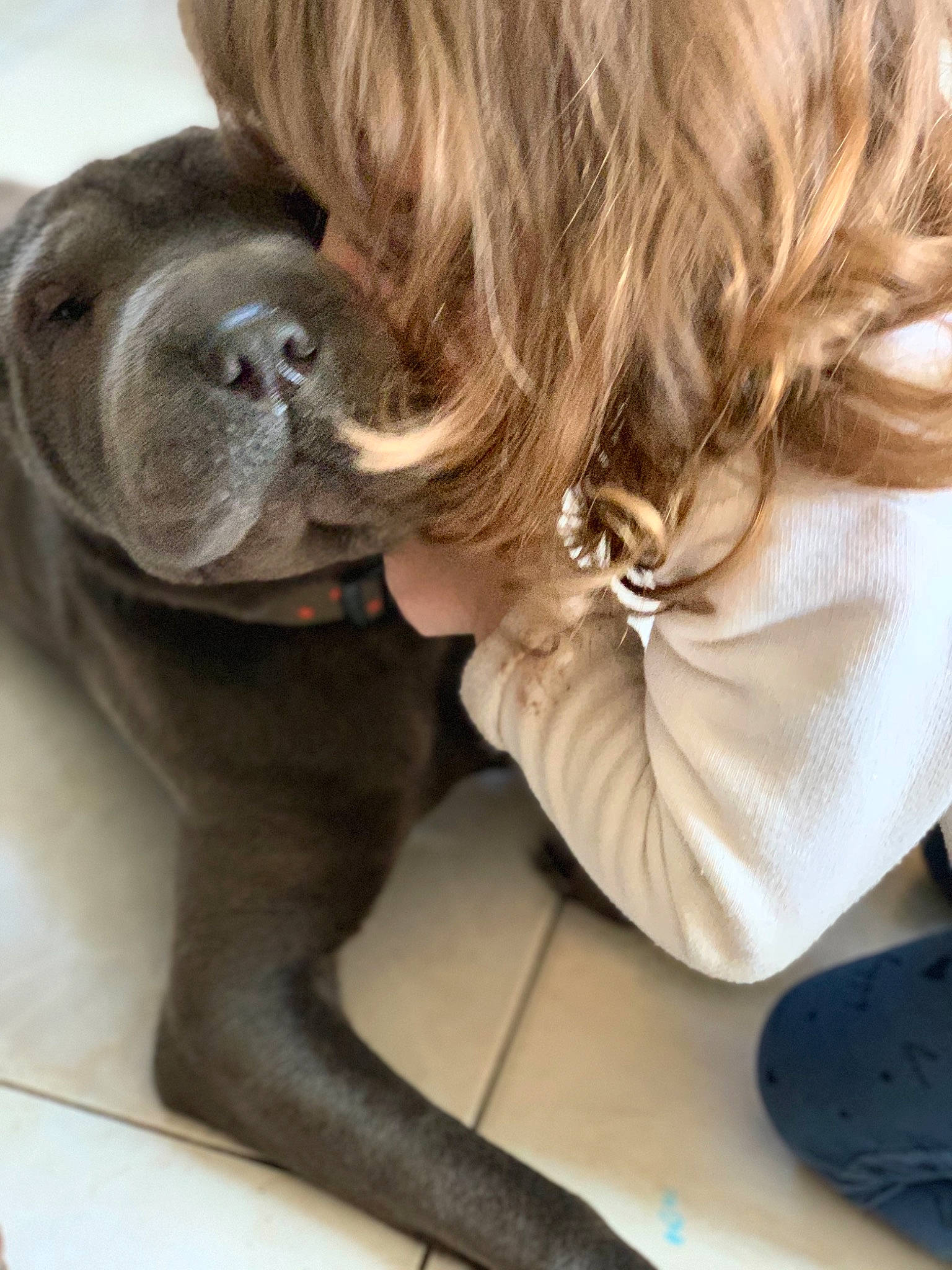Ohanna a rejoint le concours — aidez-le/la à gagner de superbes lots ! canidae, carnivore, companion_dog, dog, dog_breed, ear, fawn, neapolitan_mastiff, non_sporting_group, puppy, shar_pei, skin, sporting_group, wrinkle