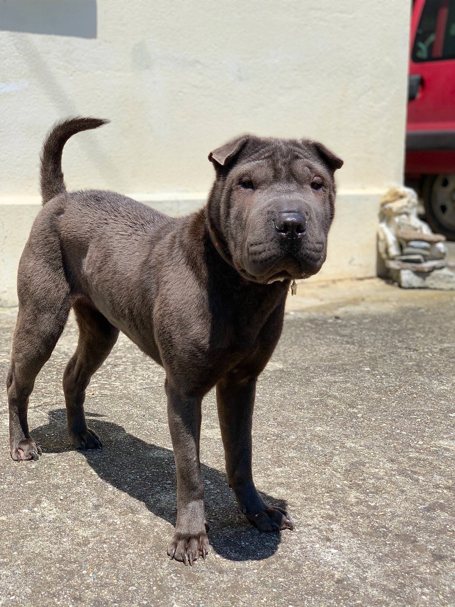 Ohanna participe au concours pour gagner de l'argent avec cette photo : alaunt, american_pit_bull_terrier, ancient_dog_breeds, canidae, carnivore, companion_dog, dog, dog_breed, fawn, mammal, molosser, non_sporting_group, perro_de_presa_canario, rare_breed_dog, shar_pei, snout, vertebrate