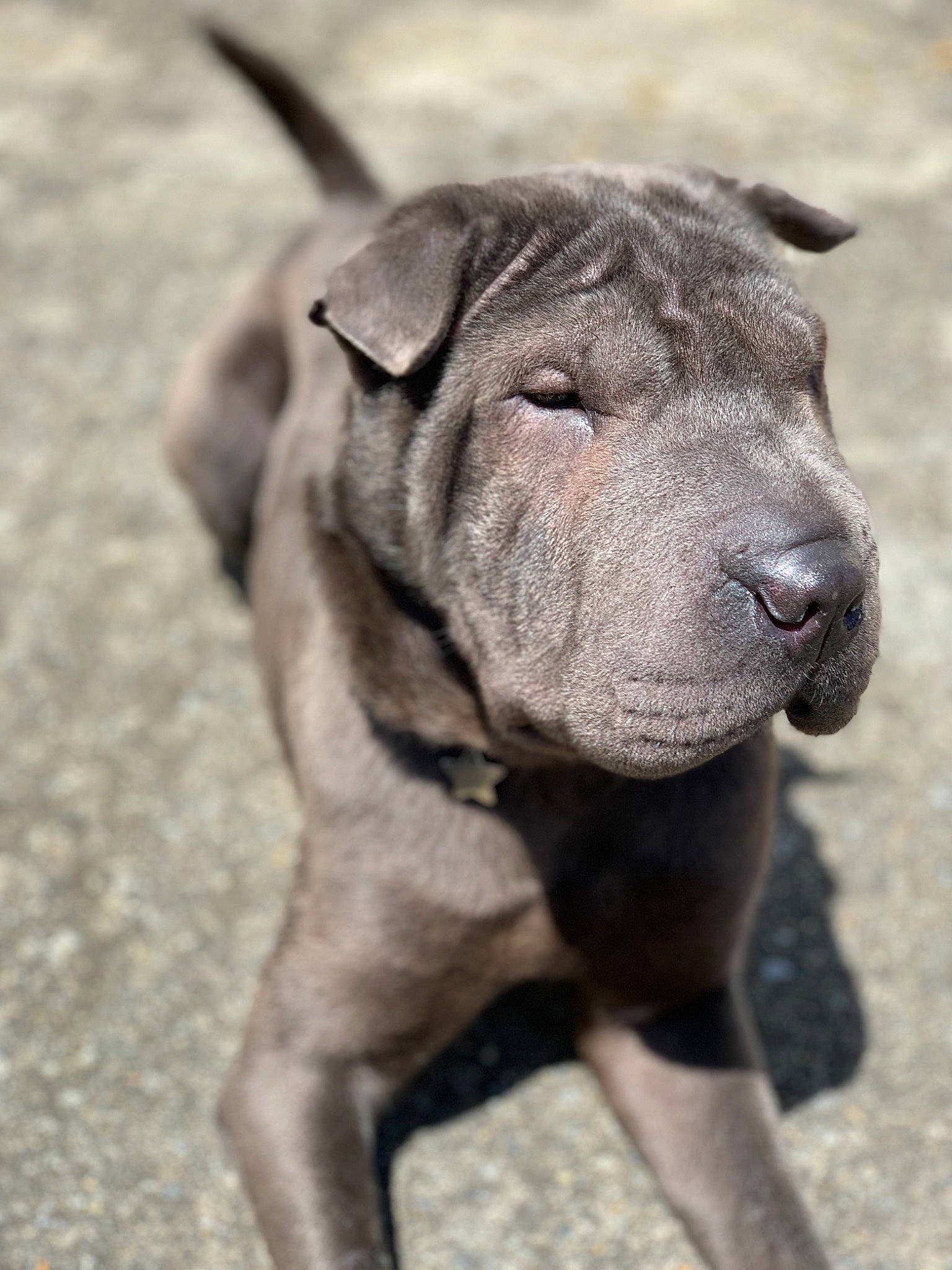 Ohanna a rejoint le concours — aidez-le/la à gagner de superbes lots ! ancient_dog_breeds, canidae, carnivore, dog, dog_breed, fawn, mammal, molosser, non_sporting_group, shar_pei, snout, sporting_group, vertebrate, wrinkle