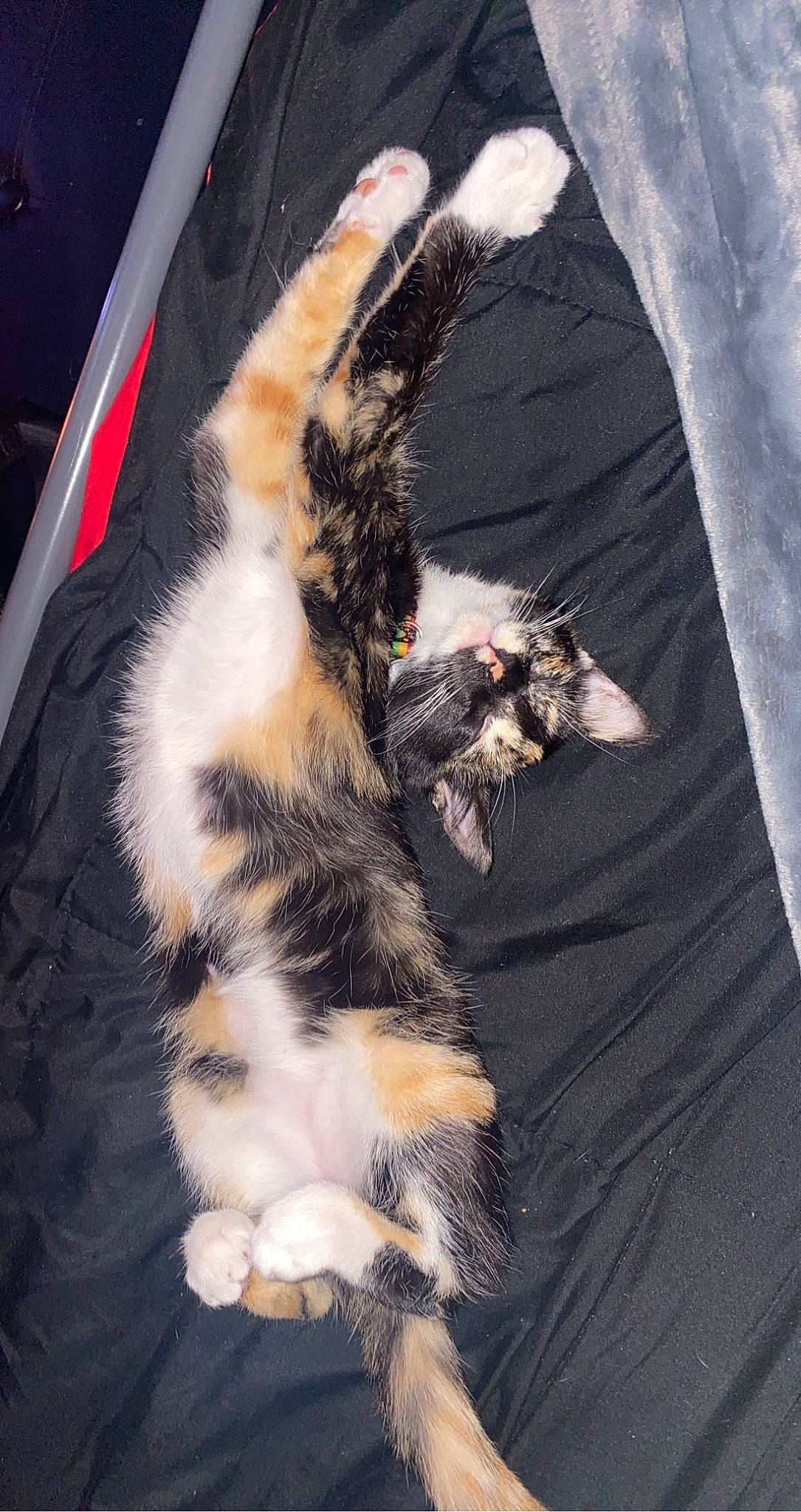 Minie joined the competition — help win amazing prizes! carnivore, cat, claw, comfort, dog_breed, domestic_short_haired_cat, felidae, foot, fur, paw, sleeve, small_to_medium_sized_cats, sporting_group, tail, terrestrial_animal, whiskers