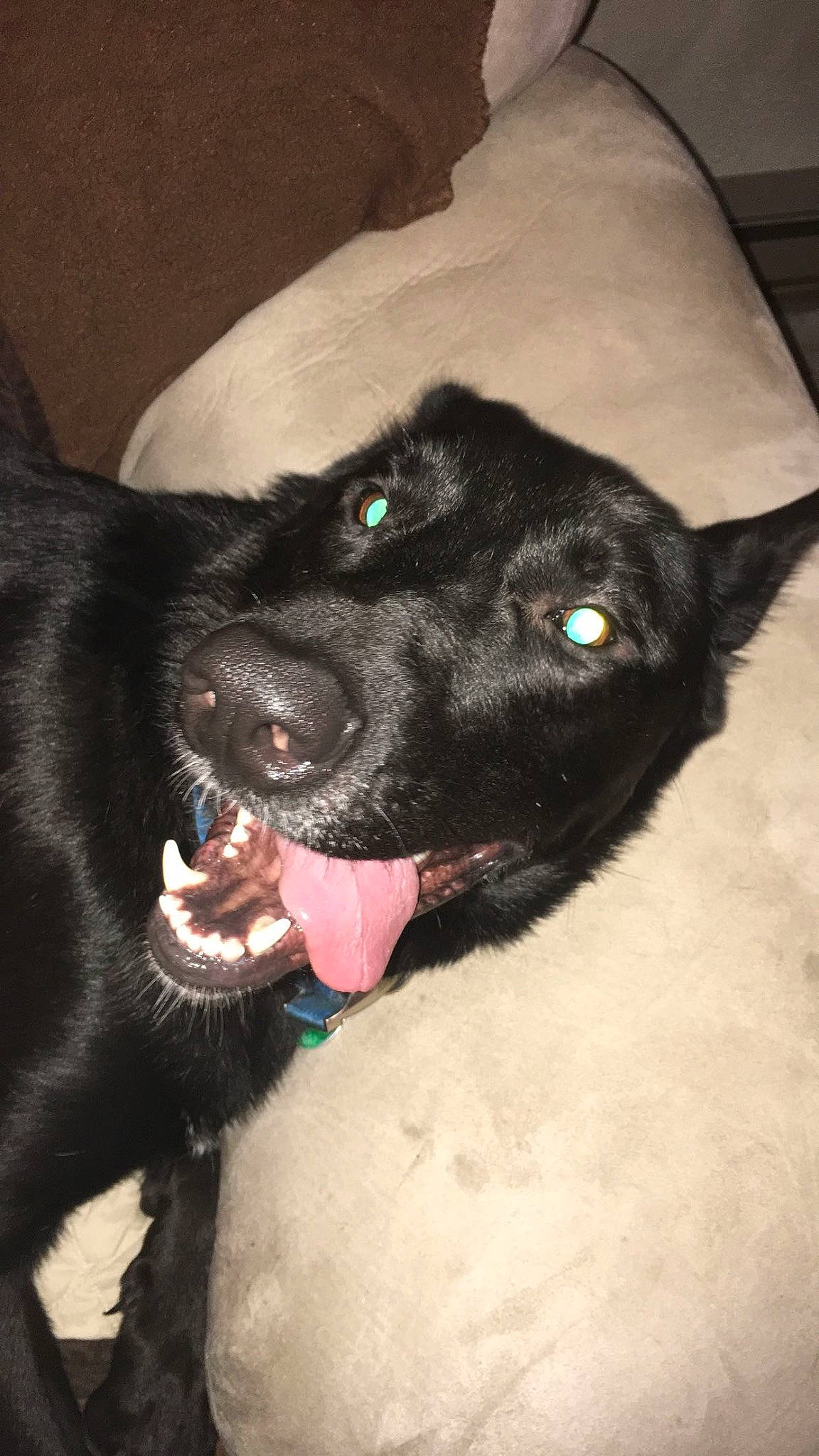 River is registered to the contest to win money with this photo: borador, carnivore, companion_dog, dog, dog_breed, dog_collar, fur, guard_dog, sporting_group, terrestrial_animal, whiskers, working_animal, working_dog