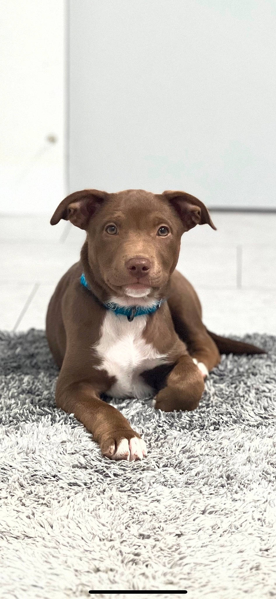 Mauwie joined the competition — help win amazing prizes! canidae, carnivore, collar, companion_dog, dog, dog_breed, fawn, liver, non_sporting_group, snout, sporting_group, tail, terrestrial_animal, whiskers, wood, working_animal