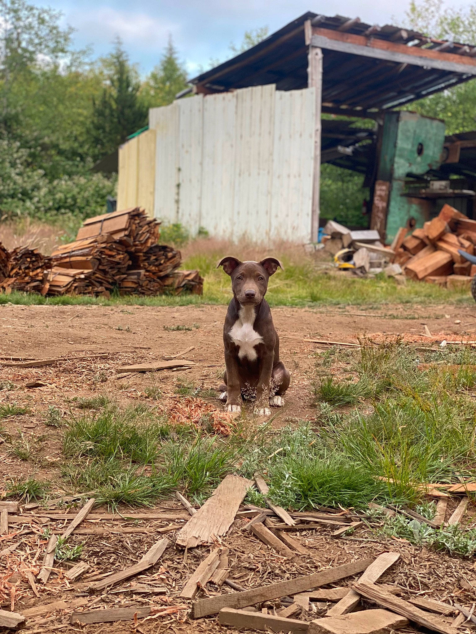 Mauwie joined the competition — help win amazing prizes! agriculture, cloud, dog_breed, fawn, goat, grass, grassland, land_lot, landscape, livestock, pasture, plant, ranch, sky, soil, tail, terrestrial_animal, tree, wood, working_animal