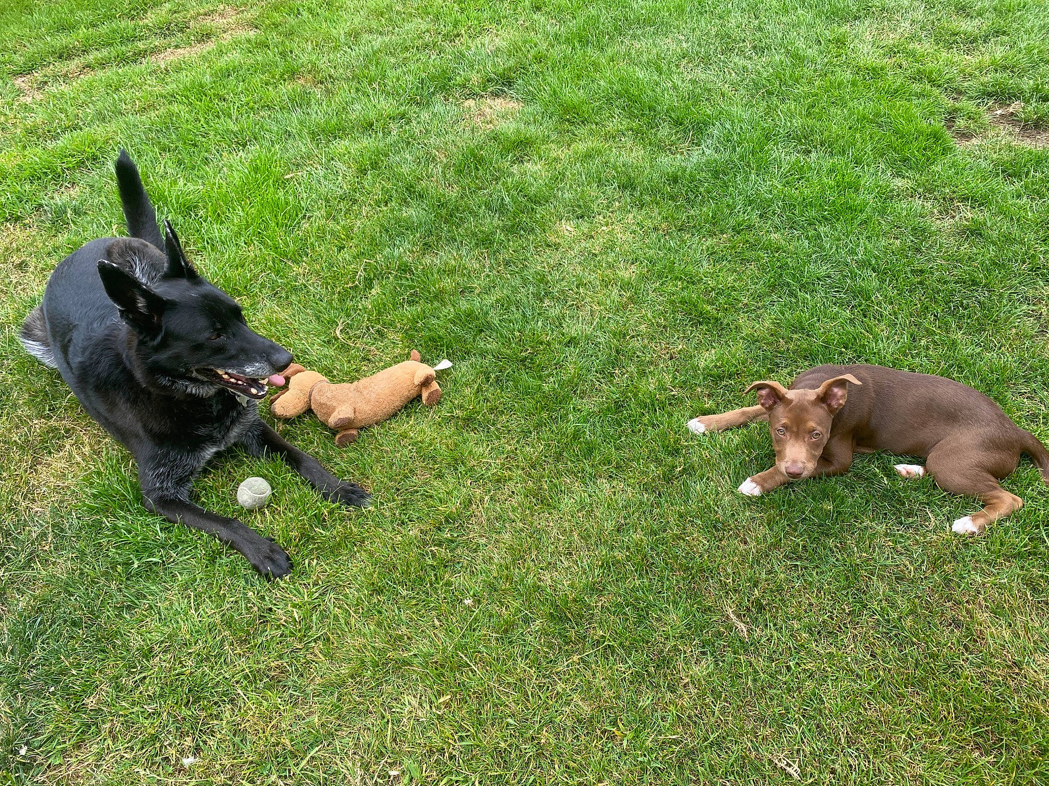 Mauwie is registered to the contest to win money with this photo: canidae, carnivore, companion_dog, dog, dog_breed, east_european_shepherd, fawn, grass, grassland, groundcover, guard_dog, herding_dog, hunting_dog, pasture, plant, sporting_group, tail, terrestrial_animal, working_animal, working_dog