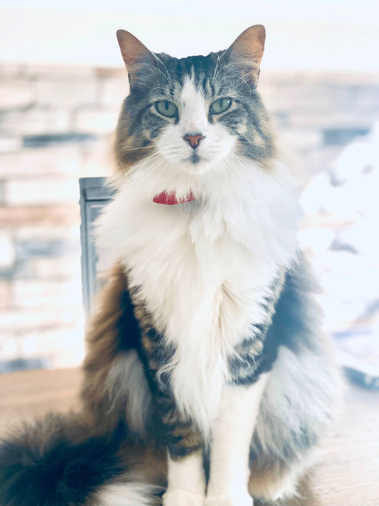 Lorenzo is registered to the contest to win money with this photo: british_longhair, carnivore, cat, claw, domestic_short_haired_cat, electric_blue, eye, felidae, foot, freezing, fur, maine_coon, paw, sitting, sky, small_to_medium_sized_cats, snout, tail, whiskers, winter