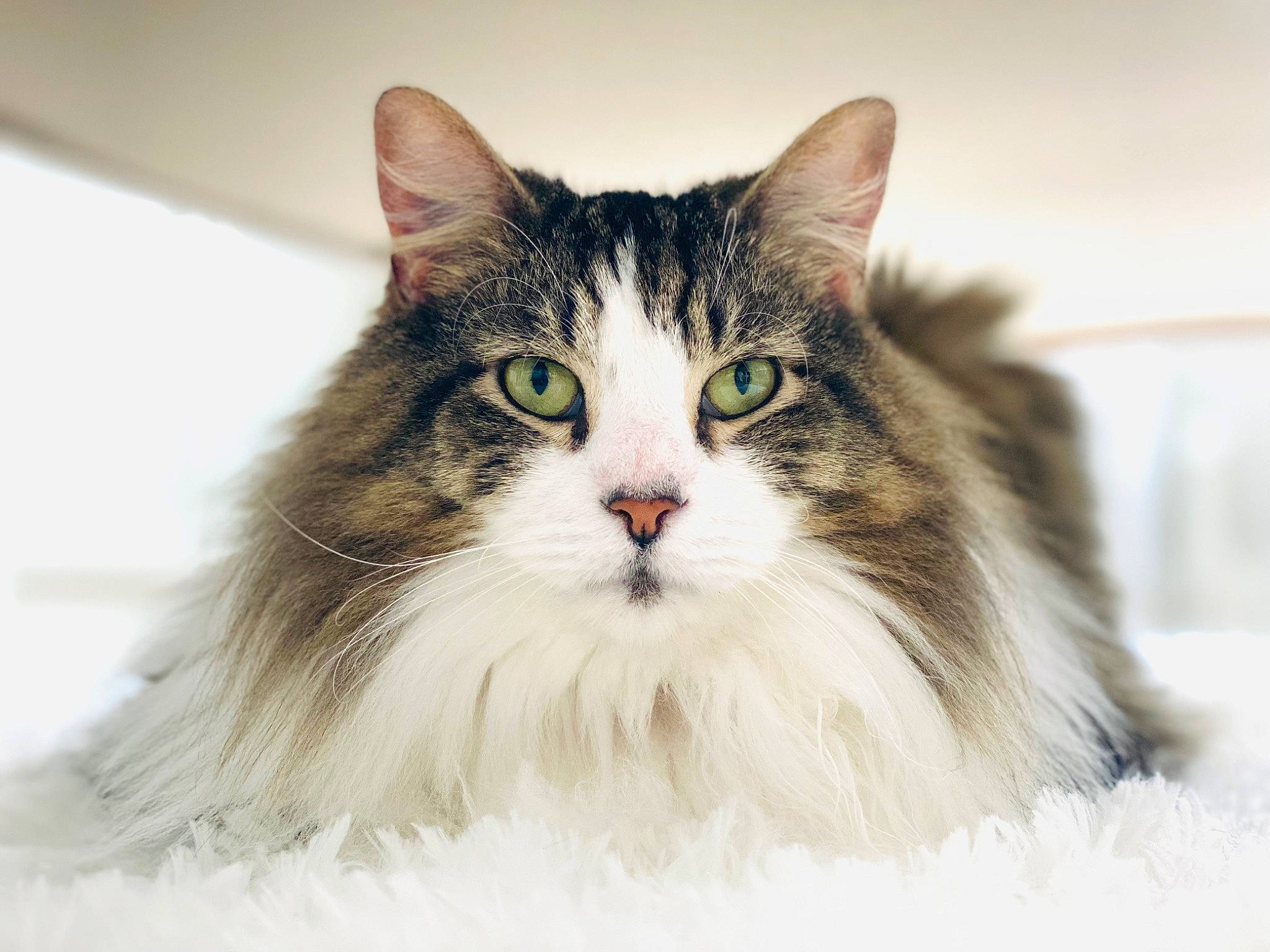 Lorenzo joined the competition — help win amazing prizes! carnivore, cat, felidae, fur, maine_coon, small_to_medium_sized_cats, snow, terrestrial_animal, whiskers
