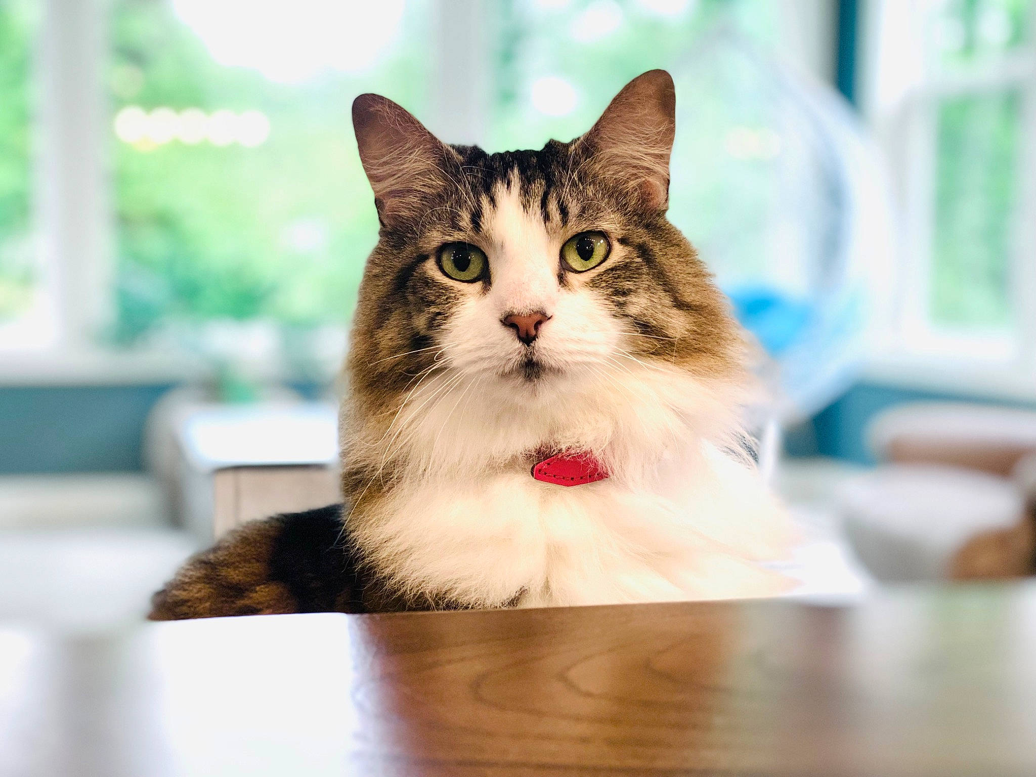 Lorenzo joined the competition — help win amazing prizes! carnivore, cat, domestic_short_haired_cat, felidae, fur, hardwood, paw, sitting, small_to_medium_sized_cats, table, tree, whiskers, window